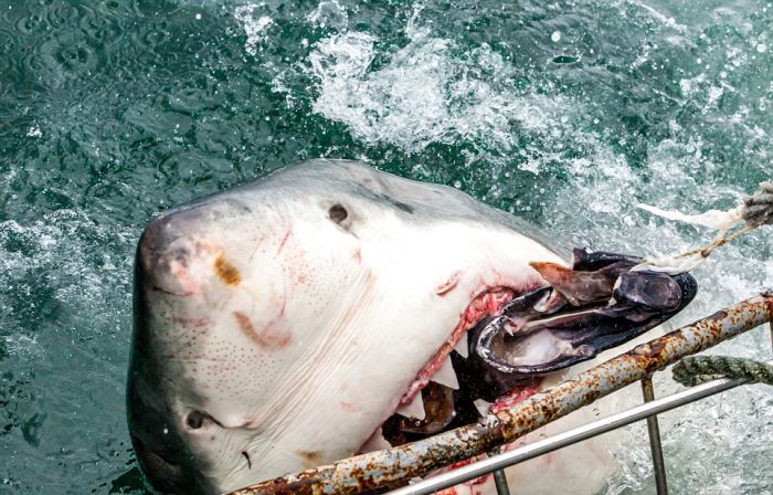 Крутые фото гигантской белой акулы (4 фото)