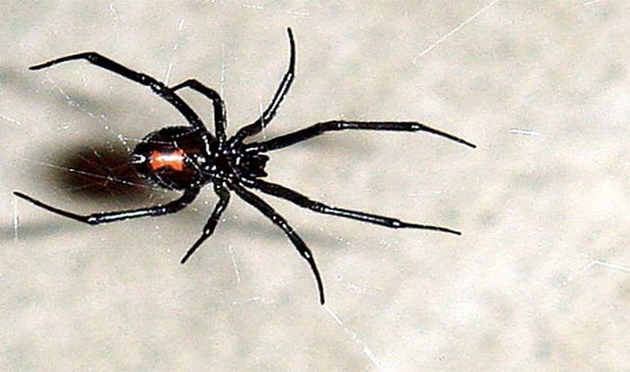 Любопытные факты о пауках (25 фото)