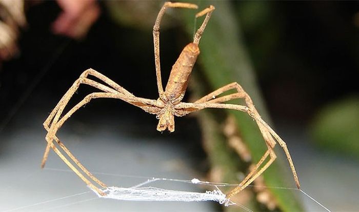 Любопытные факты о пауках (25 фото)