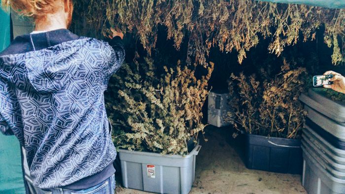 Как устроена работа на ферме марихуаны (21 фото)