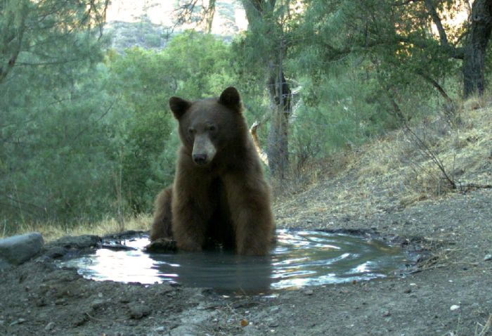 Медведь тот еще негодяй (3 фото)