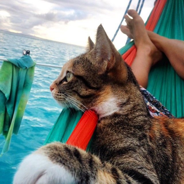 Девушка с кошкой совершают кругосветное путешествие на яхте (12 фото)