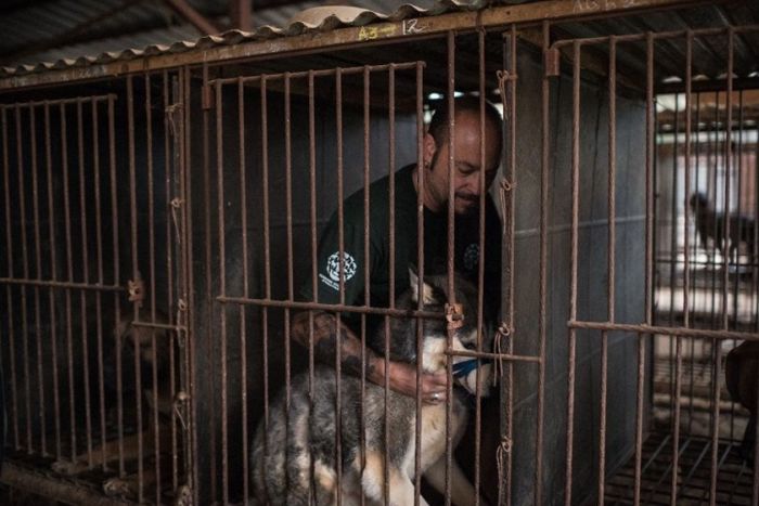 В Южной Корее спасли 200 собак, которых должны были съесть (9 фото)