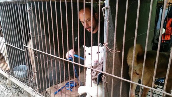 В Южной Корее спасли 200 собак, которых должны были съесть (9 фото)