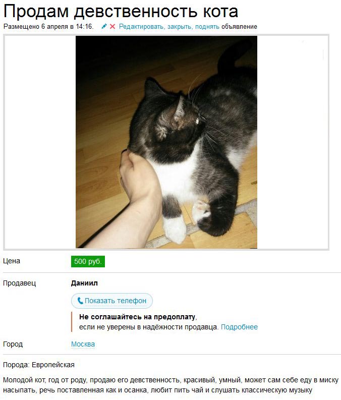 Москвич решил продать невинность своего кота (2 фото)