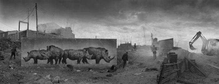Портреты животных на покинутых ими территориях (21 фото)