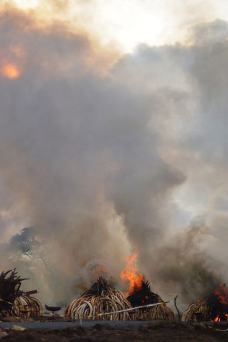 В Кении сожгли 100 тонн слоновой кости на сотни миллионов долларов (7 фото)