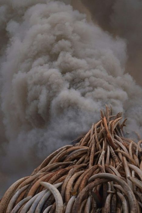В Кении сожгли 100 тонн слоновой кости на сотни миллионов долларов (7 фото)