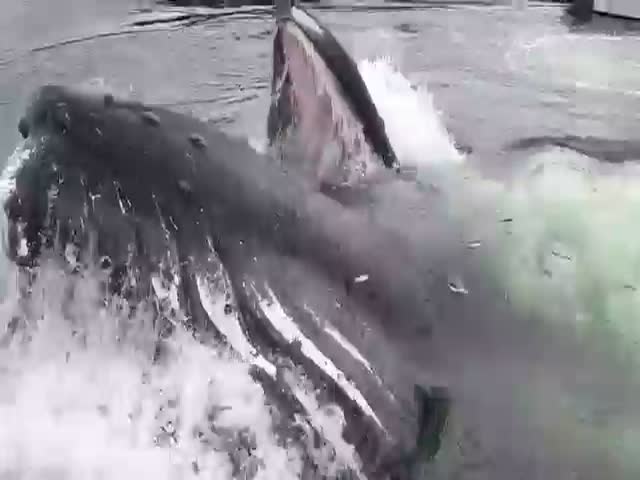 Кормление китов на Аляске