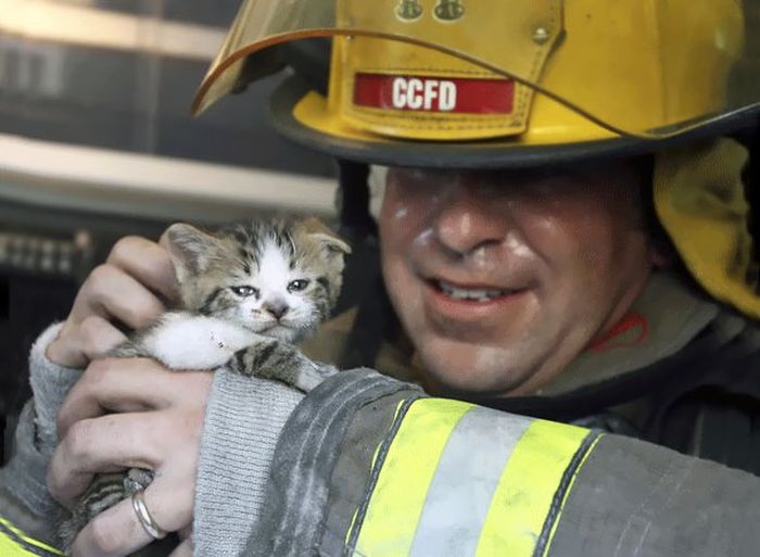 Животные, спасенные австралийскими пожарными (30 фото)