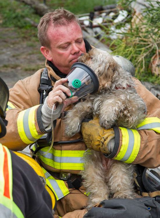 Животные, спасенные австралийскими пожарными (30 фото)