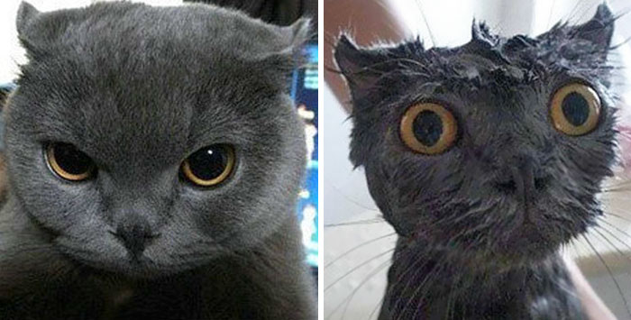 Смешные фотографии кошек до и после купания (21 фото)