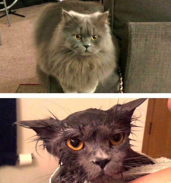 Смешные фотографии кошек до и после купания (21 фото)