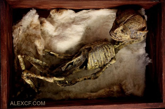 Оригинальная коллекция макетов тел мифических существ (23 фото)