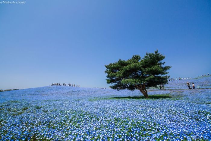 Красоты весенней Японии (8 фото)