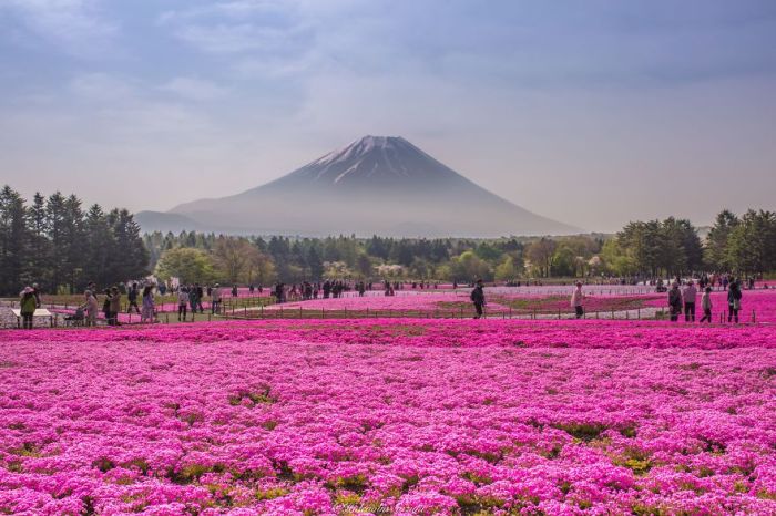 Красоты весенней Японии (8 фото)
