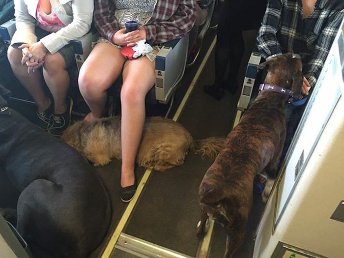 Жителям канадского города Форт-МакМеррей разрешили брать животных в салон самолета (9 фото)