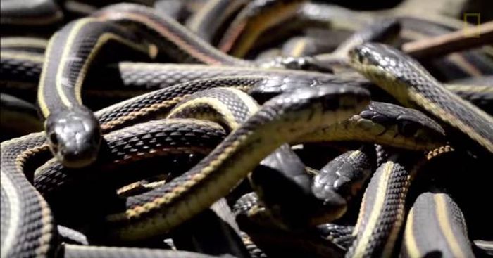Канадский заповедник Narcisse Snake Dens в брачный сезон змей (12 фото)
