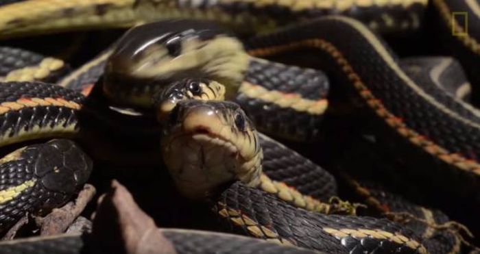 Канадский заповедник Narcisse Snake Dens в брачный сезон змей (12 фото)