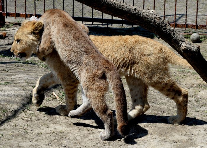 В зоопарке Приморья львенок подружился с котенком пумы (11 фото)