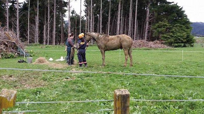 Спасение лошади из грязевого плена (11 фото)