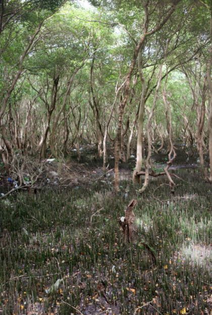 Гибель мангровых лесов на Филиппинах (5 фото)