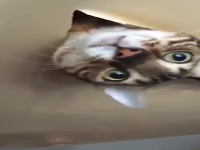Хозяйка обнаружила кота в… потолке