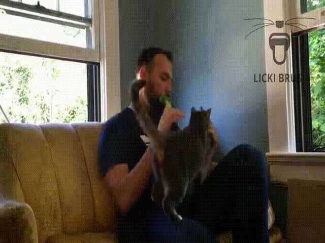 Уникальная расческа для «вылизывания» кошек