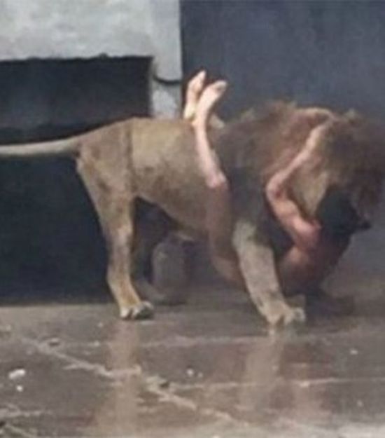 Чтобы спасти жизнь самоубийце в зоопарке Чили убили двух львов (4 фото)