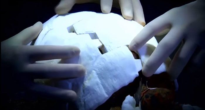 Черепаха получила напечатанный на 3D-принтере панцирь (7 фото)