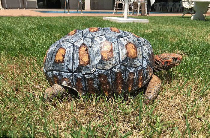 Черепаха получила напечатанный на 3D-принтере панцирь (7 фото)