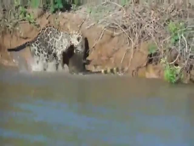 Ягуар поймал крокодила