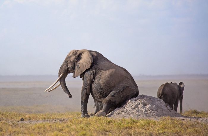 Находчивый слон избавляется от зуда (5 фото)