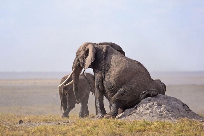 Находчивый слон избавляется от зуда (5 фото)