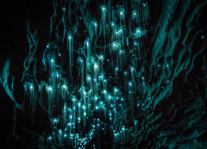 Удивительные пещеры Вайтомо в Новой Зеландии (12 фото)