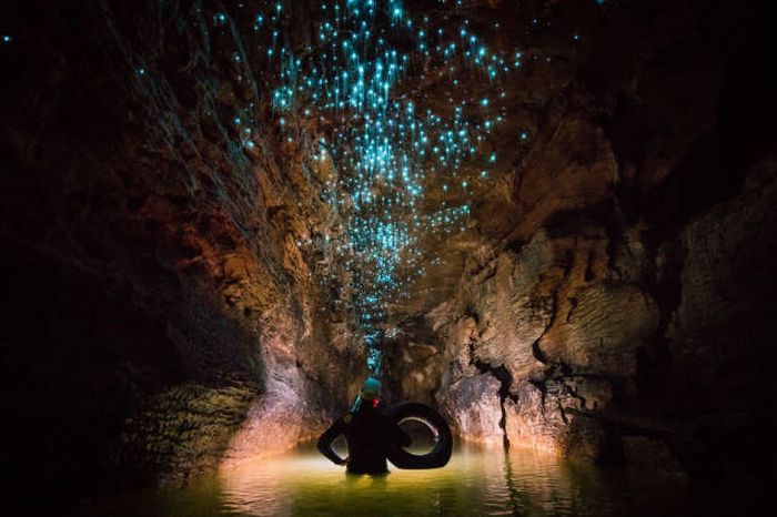 Удивительные пещеры Вайтомо в Новой Зеландии (12 фото)