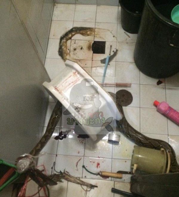 В Таиланде питон, забравшийся в унитаз, укусил мужчину за пенис (5 фото)