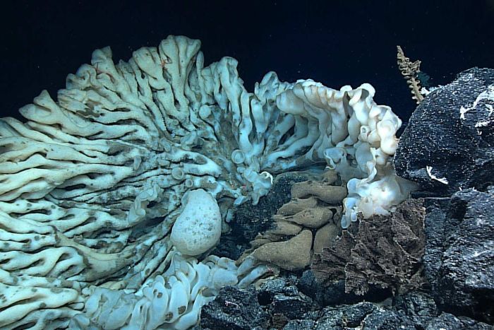 В подводной пещере нашли живую «царь-губку» размером с автомобиль (3 фото + видео)