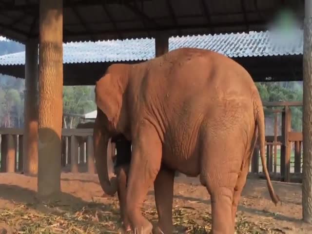 Слониха уснула под колыбельную