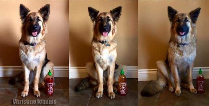 Фотоистория взросления одной собаки (3 фото)