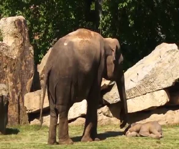 Пробуждение слоненка