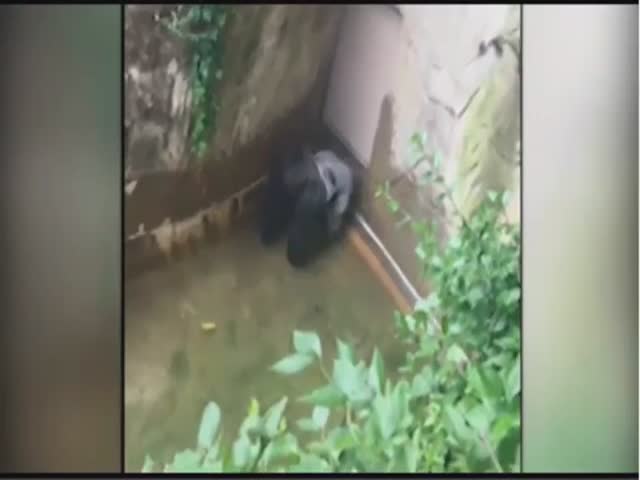 В зоопарке США застрелили гориллу, в вольер к которой упал ребенок
