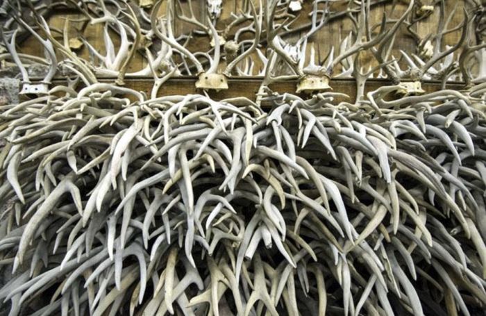 Коллекционер собрал 15 000 рогов различных животных (9 фото)