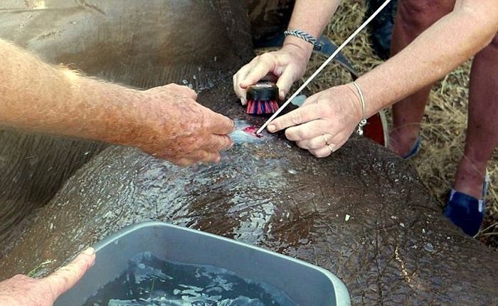 В Зимбабве раненный браконьерами слон обратился за помощью к людям (9 фото)