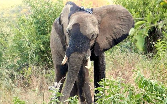 В Зимбабве раненный браконьерами слон обратился за помощью к людям (9 фото)
