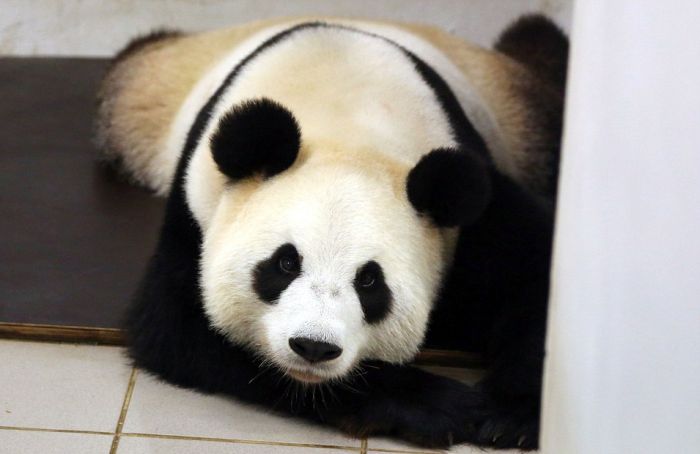 В бельгийском зоопарке у панды родился медвежонок (11 фото)