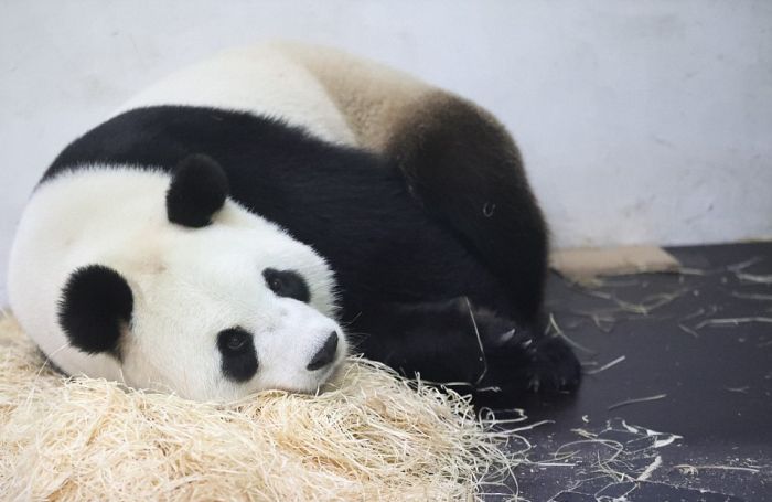В бельгийском зоопарке у панды родился медвежонок (11 фото)
