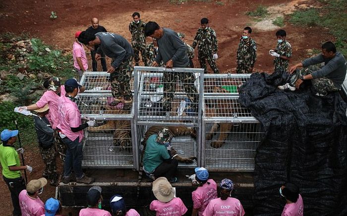 В таиландском «Тигрином храме» обнаружили замороженные тушки 40 тигрят (13 фото)