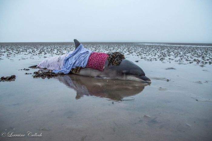 Ошибка навигатора спасла жизнь дельфину (5 фото)