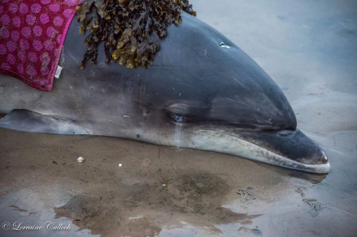 Ошибка навигатора спасла жизнь дельфину (5 фото)